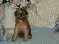 Bonnie - AKC, a female Brussels Griffon for sale in Rogers, AR – 3 of 9