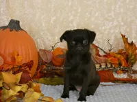 Jennifer AKC, a female Brussels Griffon for sale in Rogers, AR – 8 of 10