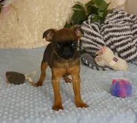 Otis AKC, a male Brussels Griffon for sale in Rogers, AR – 6 of 10