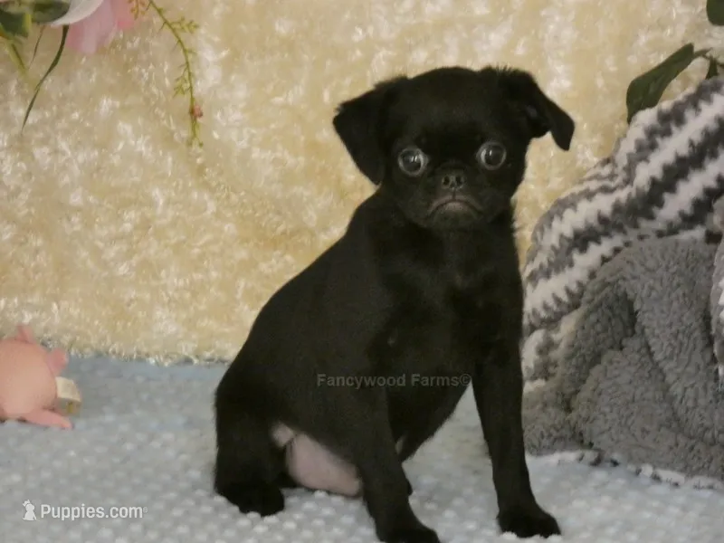 Baxter -AKC – Brussels Griffon puppy for sale in Rogers, AR