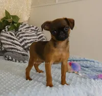 Ollie AKC, a male Brussels Griffon for sale in Rogers, AR – 5 of 5
