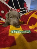 Labs, a male Labrador Retriever for sale in Buffalo, MO – Photo 8 of 9