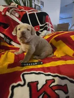 Labs, a male Labrador Retriever for sale in Buffalo, MO – Photo 6 of 9