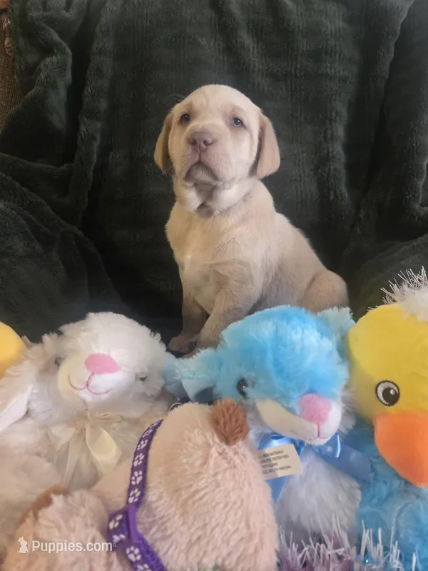 Labs – Labrador Retriever puppy for sale in Buffalo, MO