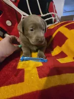 Labs, a male Labrador Retriever for sale in Buffalo, MO – Photo 5 of 9