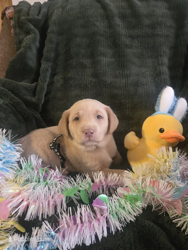 Labs – Labrador Retriever puppy for sale in Buffalo, MO