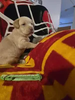 Labs, a male Labrador Retriever for sale in Buffalo, MO – Photo 4 of 9