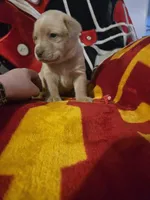 Labs, a male Labrador Retriever for sale in Buffalo, MO – Photo 7 of 9