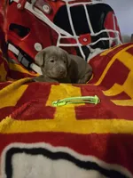 Labs, a male Labrador Retriever for sale in Buffalo, MO – Photo 2 of 9