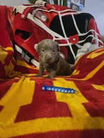 Labs, a male Labrador Retriever for sale in Buffalo, MO – Photo 9 of 9