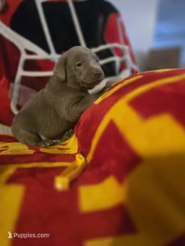 Labs – Labrador Retriever puppy for sale in Buffalo, MO