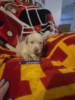 Labs, a male Labrador Retriever for sale in Buffalo, MO – Photo 3 of 9