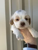 Boone , a male Cocker Spaniel for sale in La Vernia, TX – Photo 6 of 8