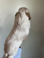 Boone , a male Cocker Spaniel for sale in La Vernia, TX – Photo 4 of 8