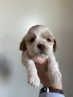 Boone , a male Cocker Spaniel for sale in La Vernia, TX – Photo 1 of 8