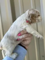 Boone , a male Cocker Spaniel for sale in La Vernia, TX – Photo 8 of 8