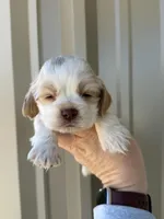 Boone , a male Cocker Spaniel for sale in La Vernia, TX – Photo 7 of 8