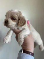 Boone , a male Cocker Spaniel for sale in La Vernia, TX – Photo 2 of 8