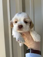 Boone , a male Cocker Spaniel for sale in La Vernia, TX – Photo 5 of 8
