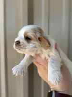 Boone , a male Cocker Spaniel for sale in La Vernia, TX – Photo 3 of 8