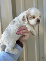 Blue , a male Cocker Spaniel for sale in La Vernia, TX – Photo 8 of 9