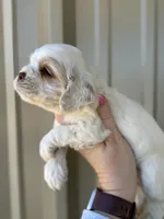 Blue , a male Cocker Spaniel for sale in La Vernia, TX – Photo 5 of 9