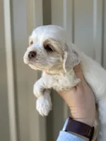 Blue , a male Cocker Spaniel for sale in La Vernia, TX – Photo 4 of 9