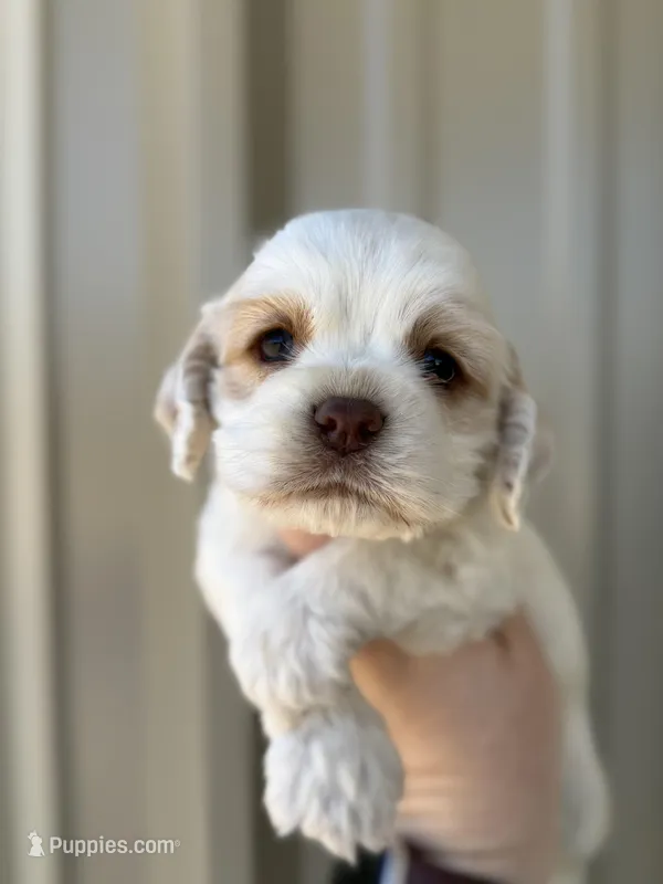 Blue  – Cocker Spaniel puppy for sale in La Vernia, TX