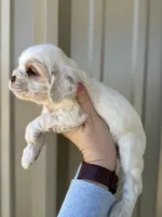 Blue , a male Cocker Spaniel for sale in La Vernia, TX – Photo 7 of 9