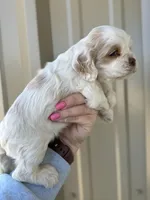 Blue , a male Cocker Spaniel for sale in La Vernia, TX – Photo 9 of 9