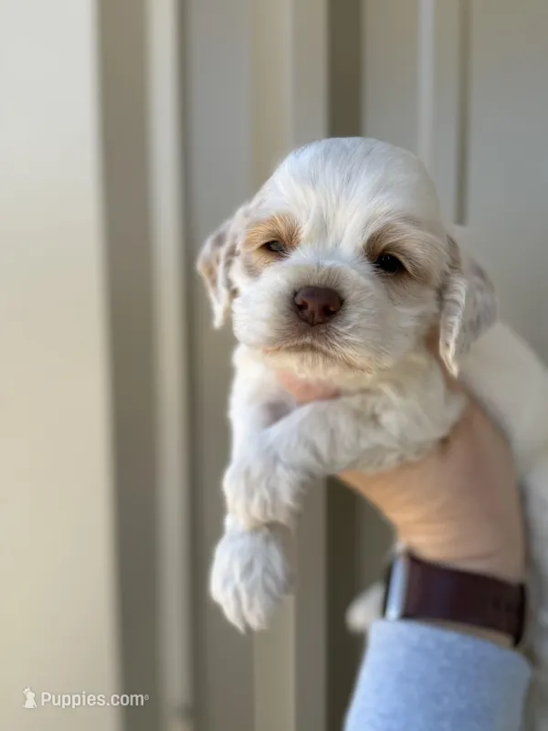 Blue , a male Cocker Spaniel for sale in La Vernia, TX – Photo 1 of 9