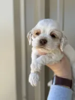 Blue , a male Cocker Spaniel for sale in La Vernia, TX – Photo 1 of 9