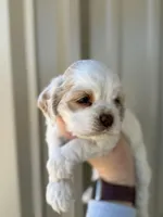 Blue , a male Cocker Spaniel for sale in La Vernia, TX – Photo 2 of 9