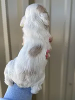 Blue , a male Cocker Spaniel for sale in La Vernia, TX – Photo 6 of 9