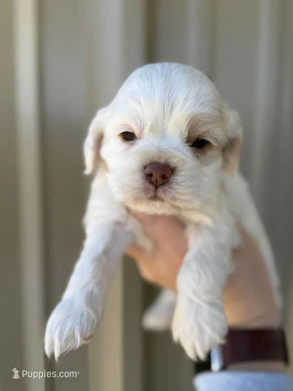 Martin , a male Cocker Spaniel for sale in La Vernia, TX – Photo 1 of 9