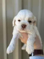 Martin , a male Cocker Spaniel for sale in La Vernia, TX – Photo 1 of 9