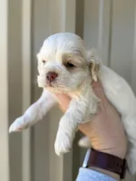 Martin , a male Cocker Spaniel for sale in La Vernia, TX – Photo 2 of 9