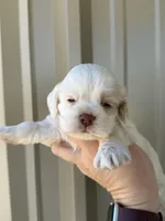Martin , a male Cocker Spaniel for sale in La Vernia, TX – Photo 8 of 9