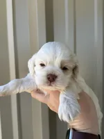 Martin , a male Cocker Spaniel for sale in La Vernia, TX – Photo 6 of 9