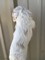 Martin , a male Cocker Spaniel for sale in La Vernia, TX – Photo 5 of 9