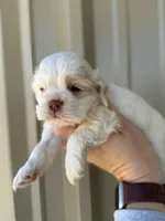 Martin , a male Cocker Spaniel for sale in La Vernia, TX – Photo 3 of 9