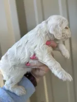 Martin , a male Cocker Spaniel for sale in La Vernia, TX – Photo 4 of 9