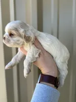 Martin , a male Cocker Spaniel for sale in La Vernia, TX – Photo 7 of 9