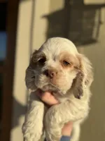 Blue , a male Cocker Spaniel for sale in La Vernia, TX – Photo 2 of 6