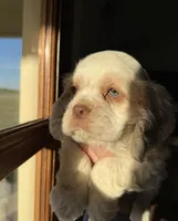 Blue , a male Cocker Spaniel for sale in La Vernia, TX – Photo 4 of 6