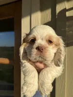 Blue , a male Cocker Spaniel for sale in La Vernia, TX – Photo 3 of 6