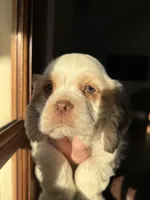 Blue , a male Cocker Spaniel for sale in La Vernia, TX – Photo 5 of 6