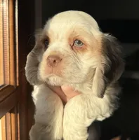 Blue , a male Cocker Spaniel for sale in La Vernia, TX – Photo 1 of 6