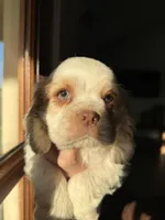 Blue , a male Cocker Spaniel for sale in La Vernia, TX – Photo 6 of 6