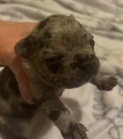 Boo, a male French Bulldog for sale in San Diego, CA – 2 of 2